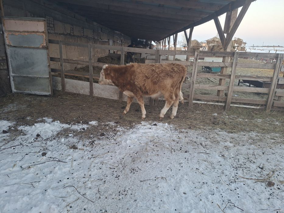 Продам телят 10 месяцев