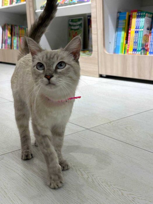 Кошка Ласточка ищет семью!