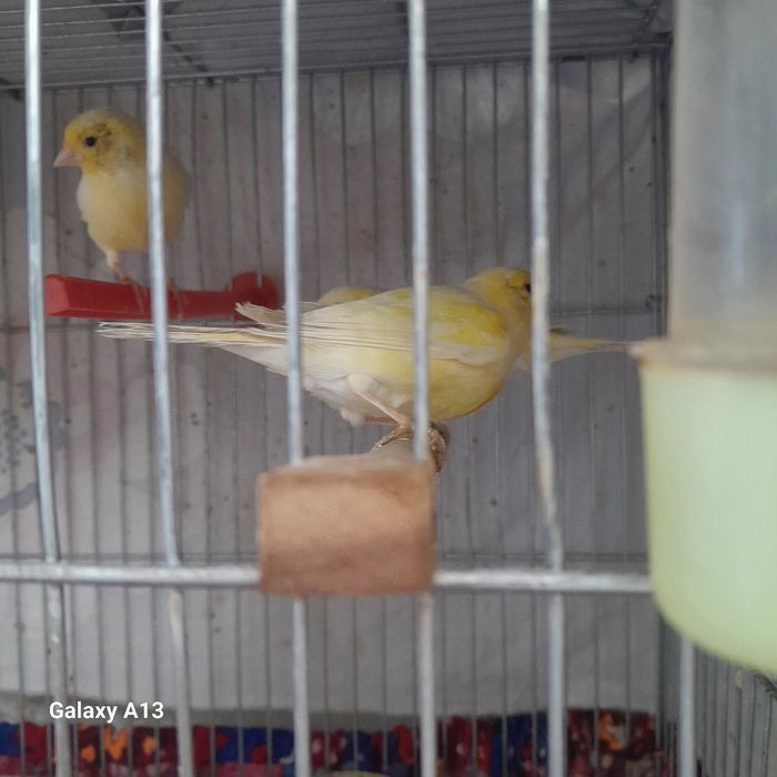 Uyda boqilgan kanareykalar