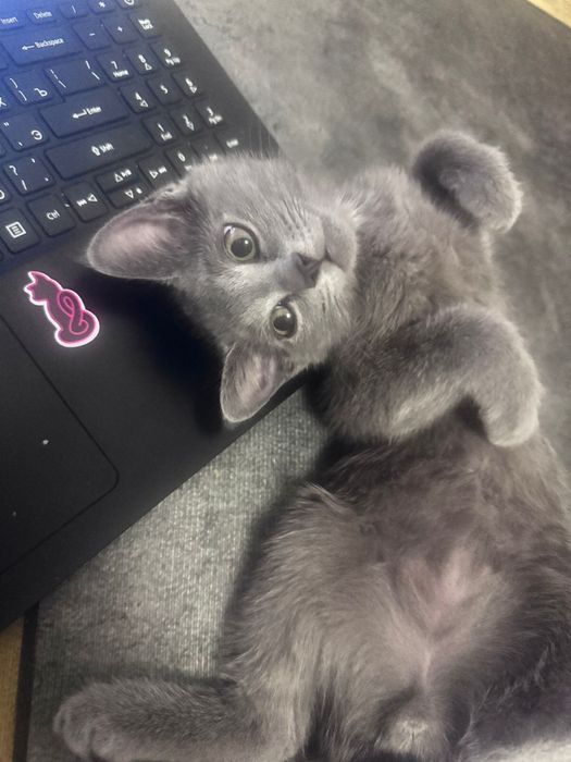 Котёнок мальчик