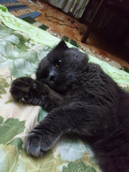 Вязка, котейка ищет невесту (Скоттиш-Фолд)