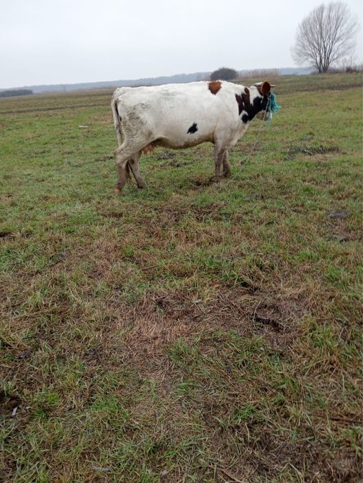 Vand vacă tânără de abator !