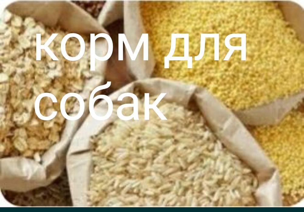 Корм для собак Костанай