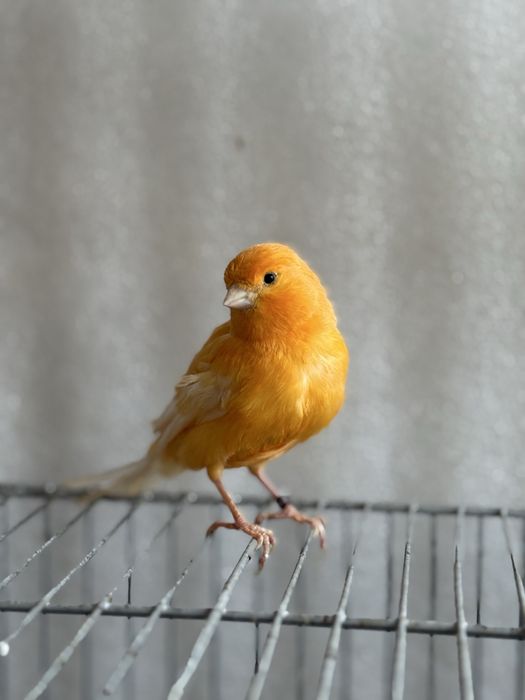 Канарейка самец поюший туретский привазной