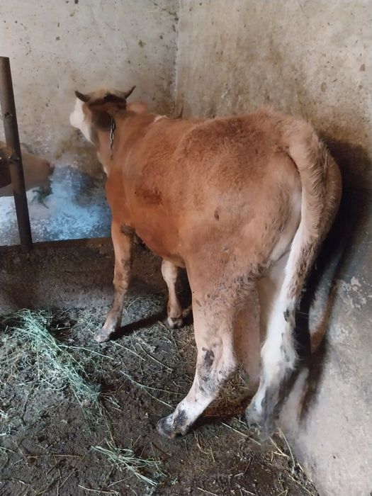 Vițică de vânzare