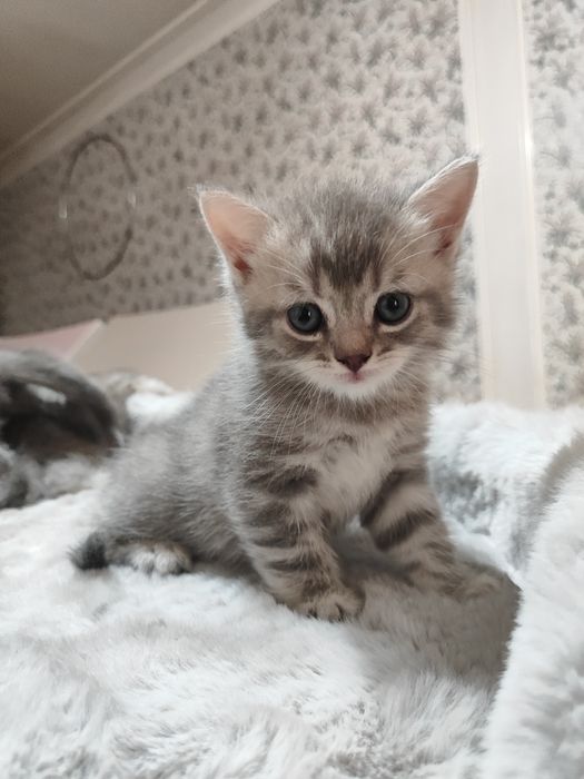 Продаются британский шотландский котят