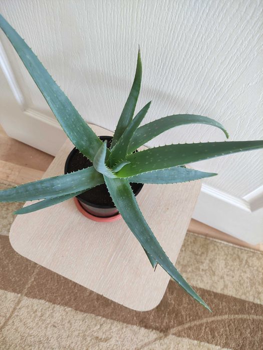 Алоэ  растение .