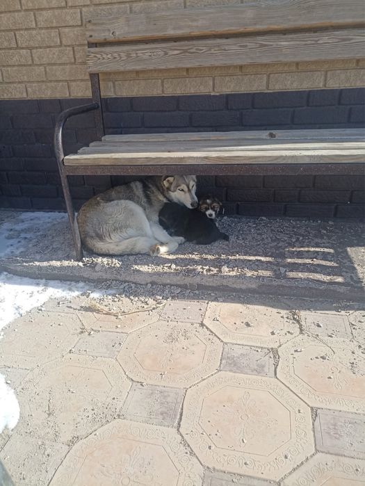 Хаски күшіктері бесплатно