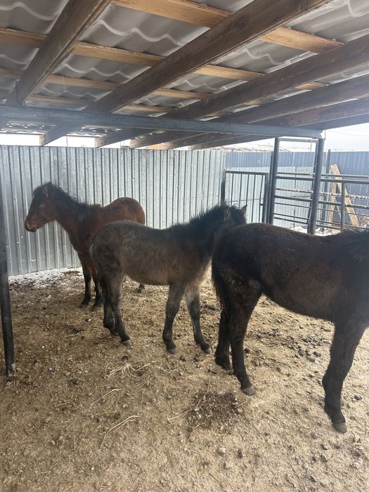 3 бас ұрғашы жабағы сатылады