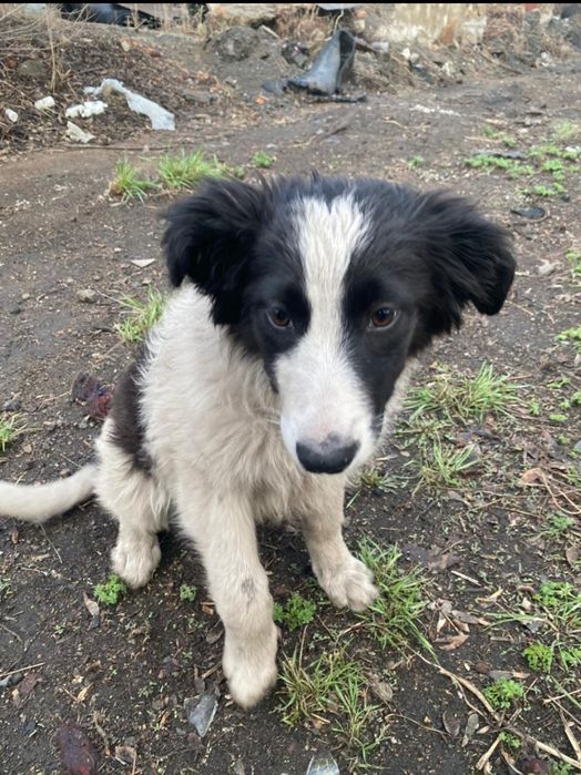 Щенок в Добрые ручки