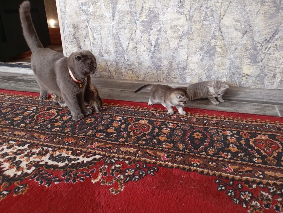 Продам Щенков 2 мальчик 1 девочка