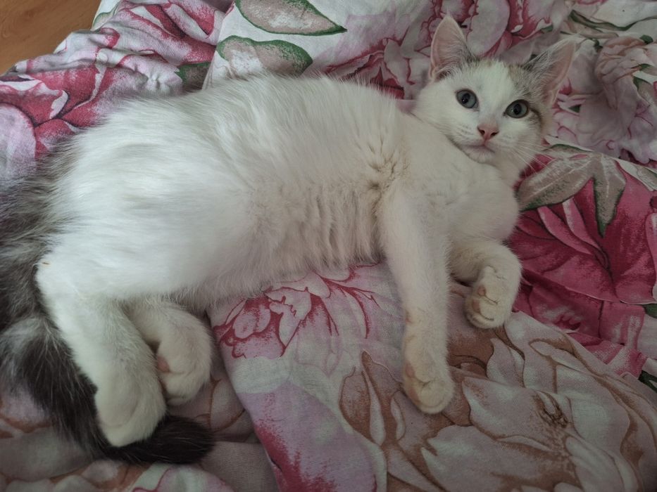 Кошечка в добрые руки