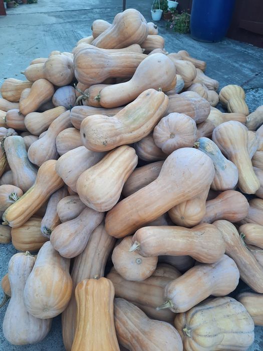 Dovleci plăcintari