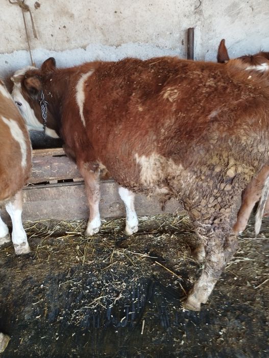 Vând tauras de 8 luni