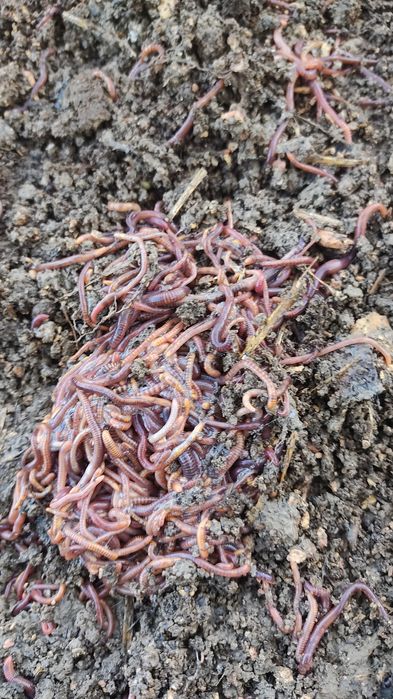 Продается "Биогумус " натуральный органические экологический чистый пр