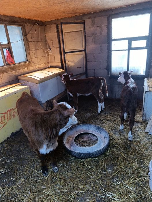 Продаются тёлочки