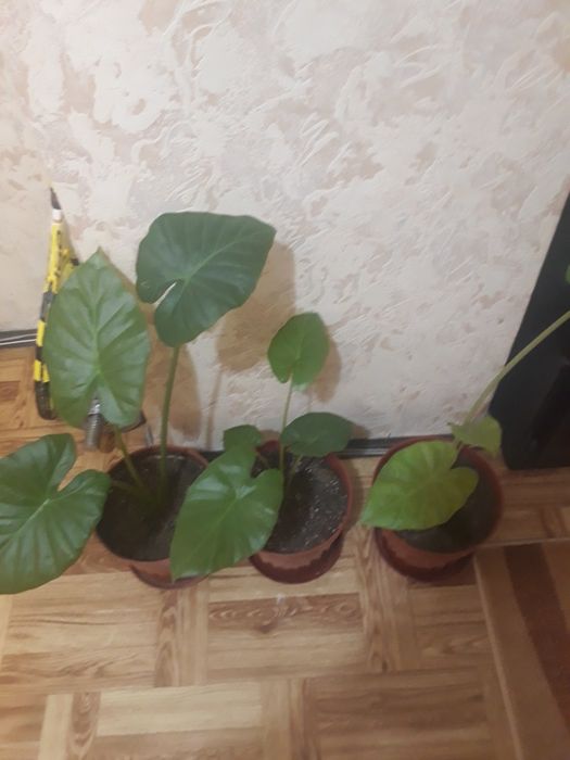 Цвете трилисник  _ 3 броя