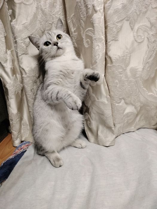Продам кошечку скотиш страйт
