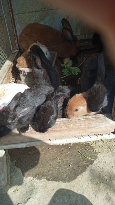 Продаются крольчата