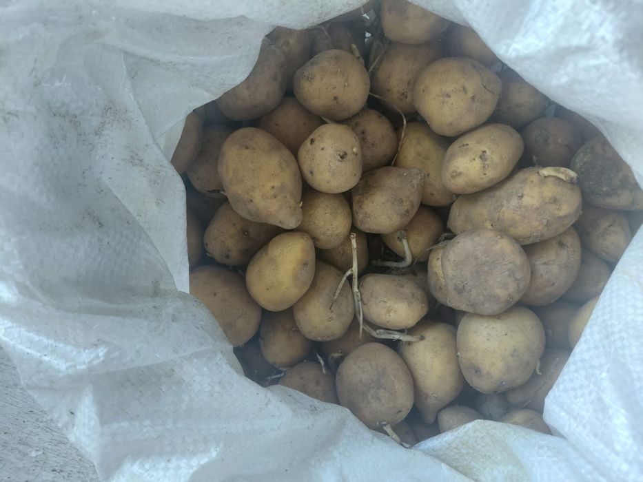 Семенной  картофель домашний