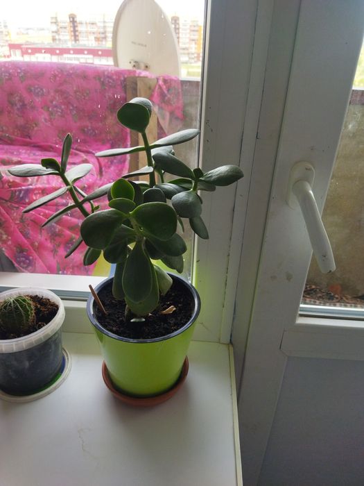 Продам комнатные цветы