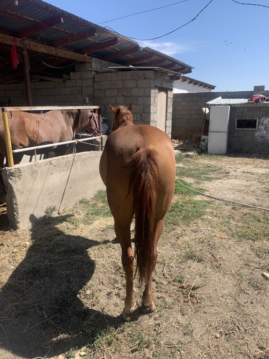 Бие сатылады багасы 650000