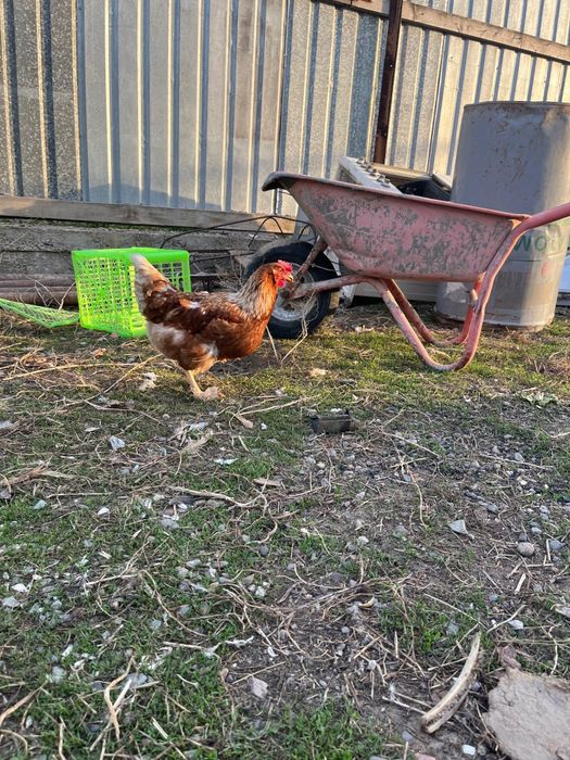 Ломан браун 11 месяцев