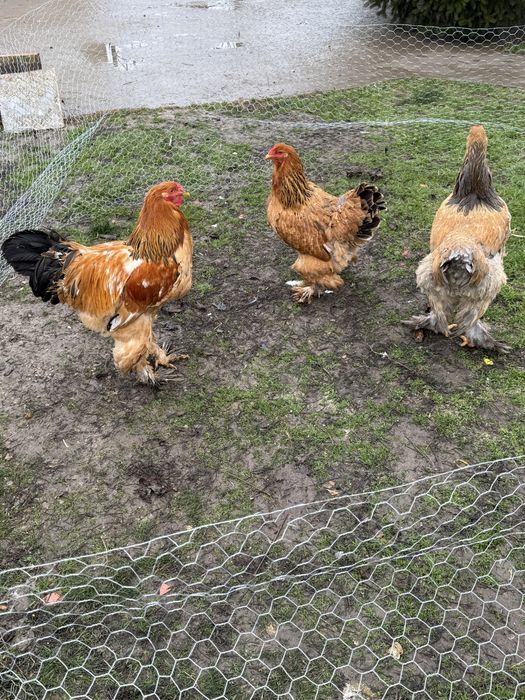 Oua brahma de incubat