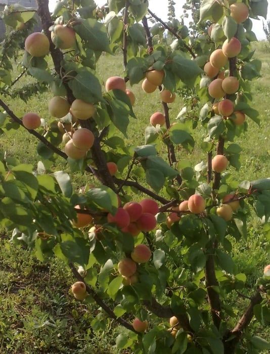 Pomi Fructiferi Străvechi Glia Strămoșească (la ghiveci Soiuri De Cais )
