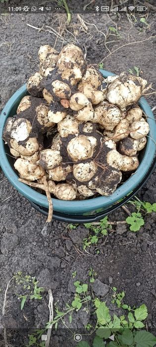 Топинамбур  продам