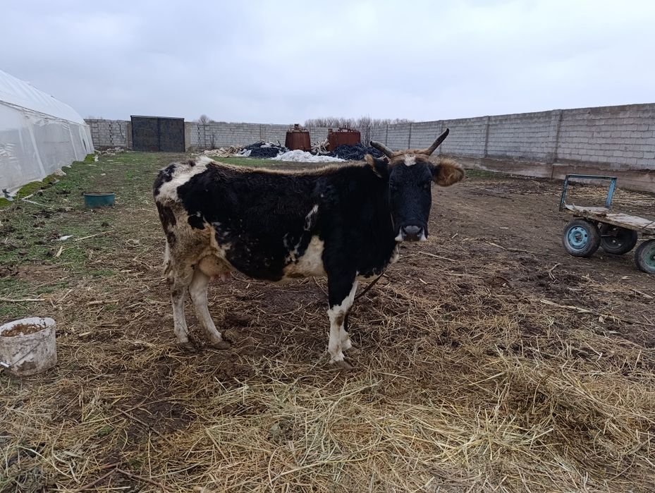 Срочно сыр сатылады