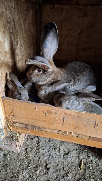 Urias german gri , gri fier , negru ,galben, cincila