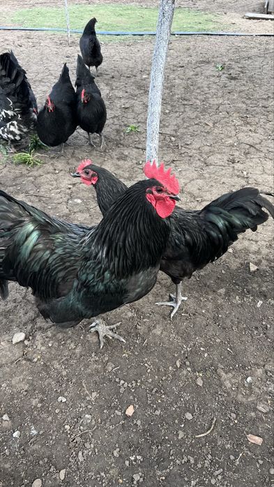 Cocoși Australorp Negru