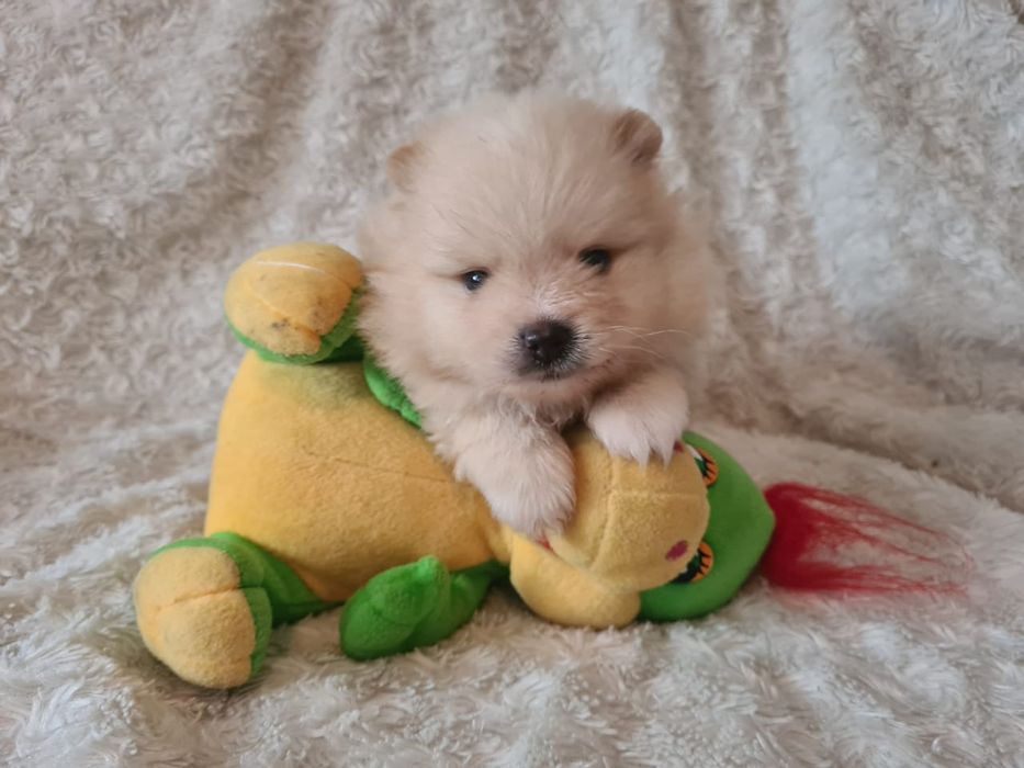 Продам щенков шпица миники и стандарт