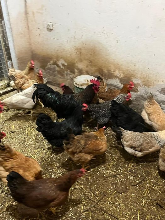 продам инкубационные яйца