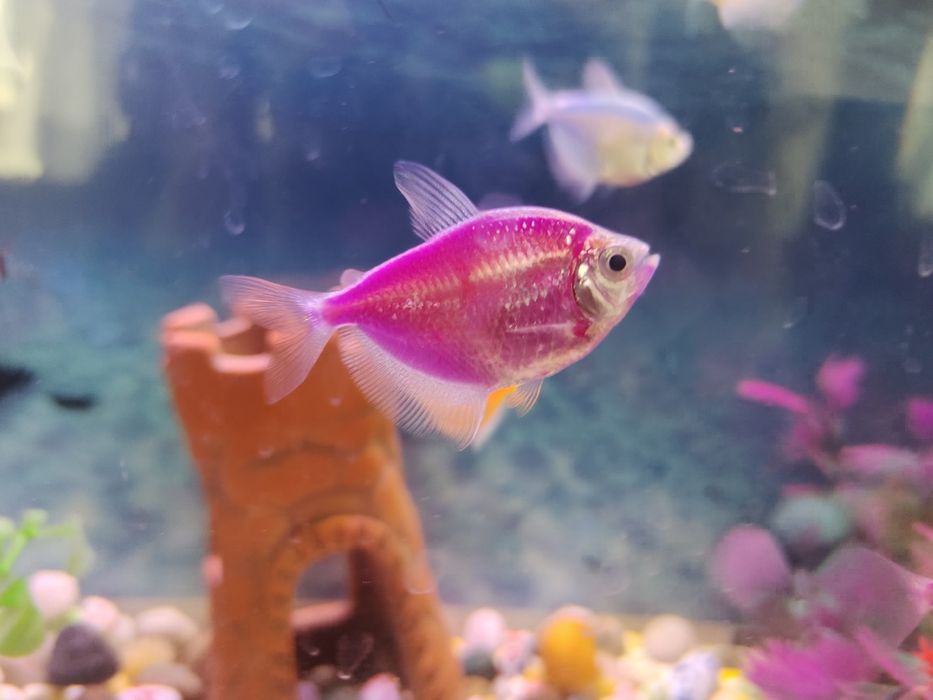 Аквариум с рыбками