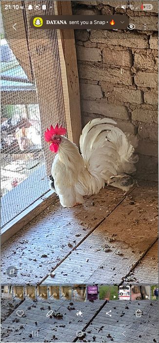 Петле шабо         .