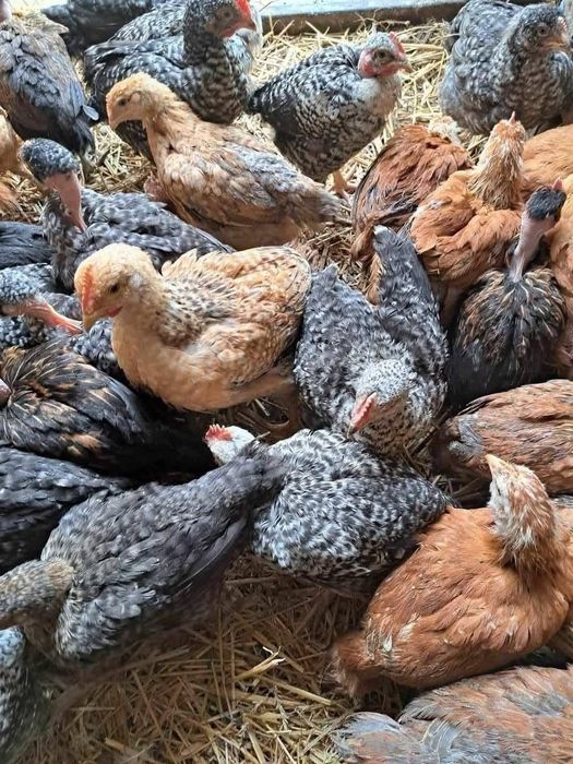 Ferma de pui Angro România