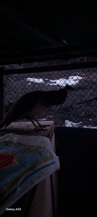 Павлин прадам ср