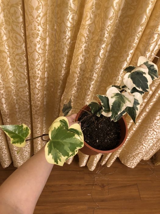 Хедера Канарская Вариегатная