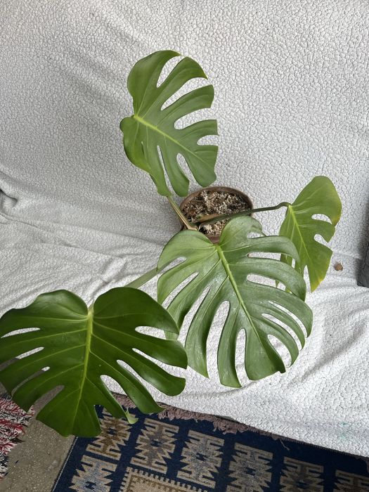 Planta monstera deliciosa