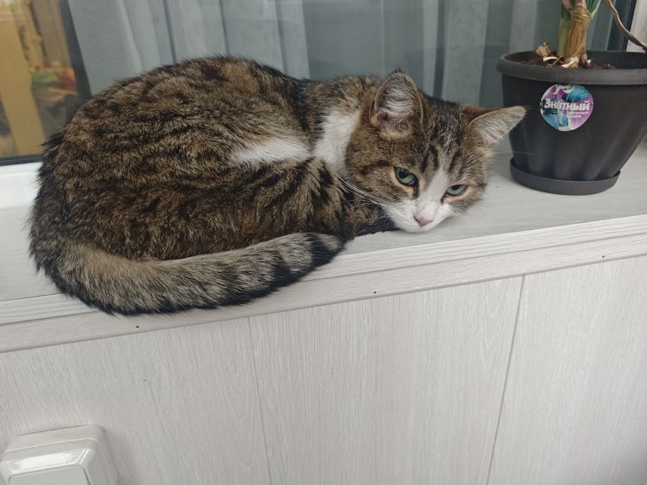 Кошечка (1 ,5 года)