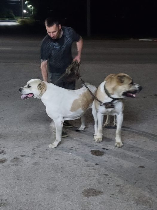 Продам щенят Алабая 5 недель им