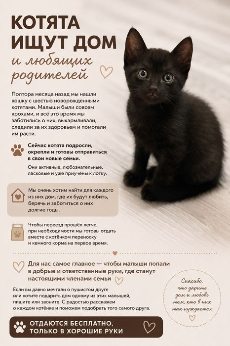 Котята в добрые руки
