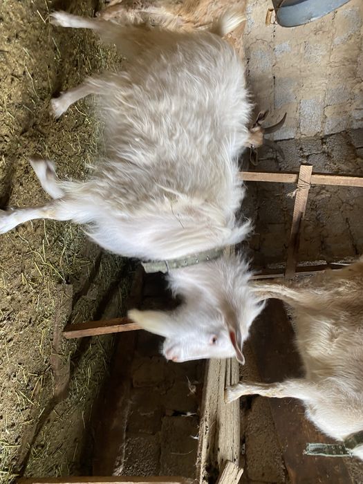 Теке сатылады 1 жасар