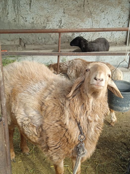 Зотдор бара кучкор Арашан