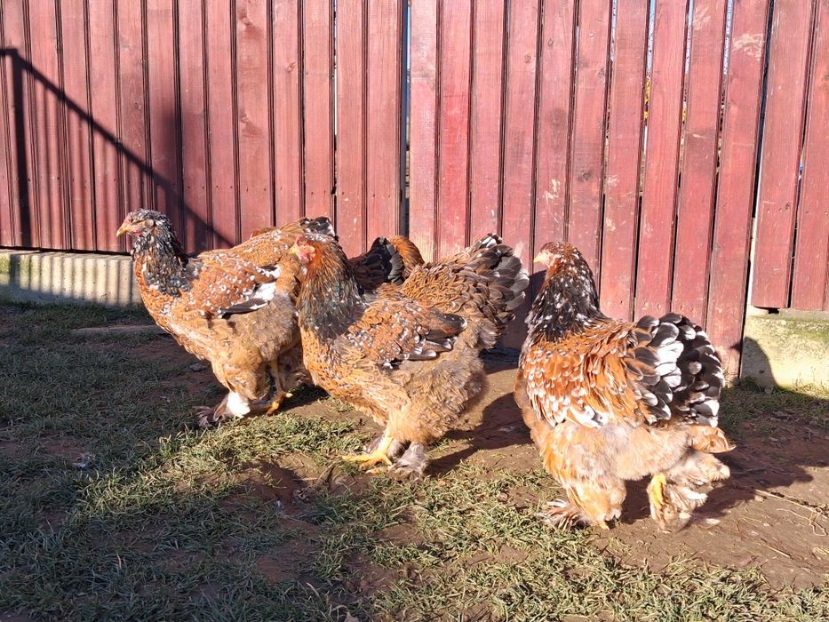 Oua brahma.diferite culori