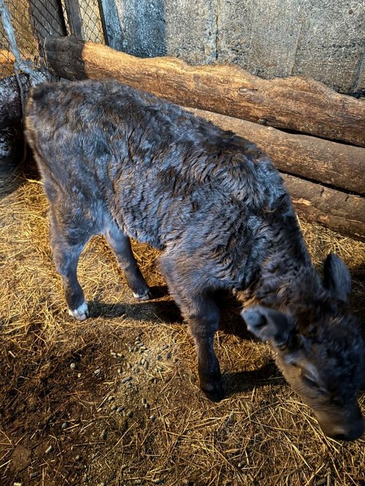 Телёнок недельный бычок