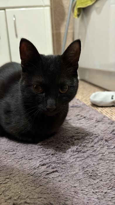 Отдам котика в хорошие руки