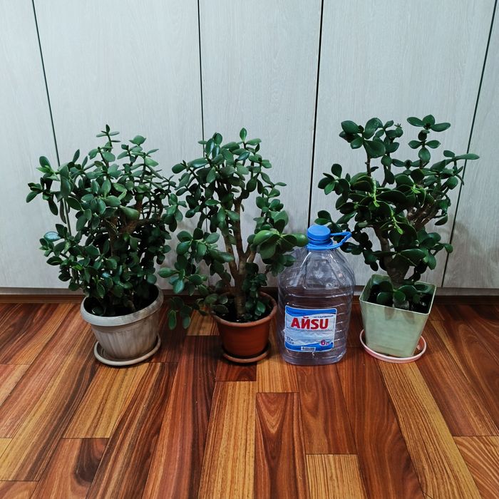 Комнатные растения -Денежное дерево